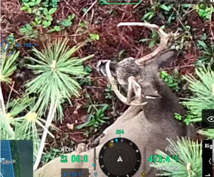 Drone deer survey report page with photo of a mature buck